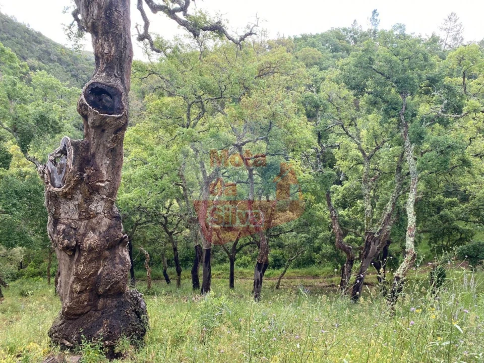 Terreno para Venda em São Francisco da Serra Foto 6