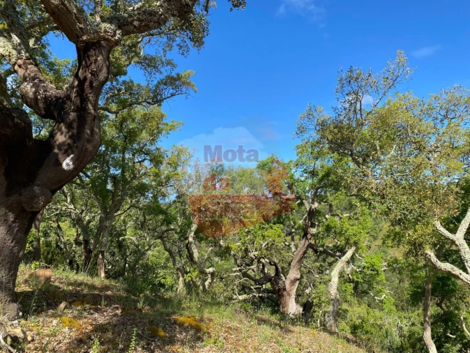 Terreno para Venda em São Francisco da Serra Foto 9