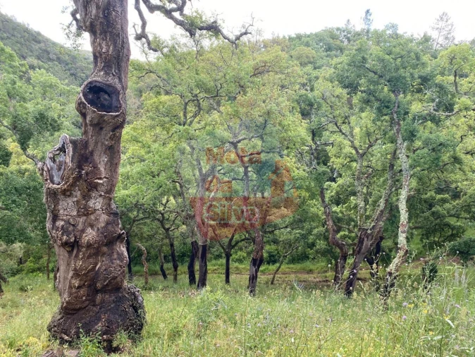 Terreno para Venda em São Francisco da Serra Foto 6