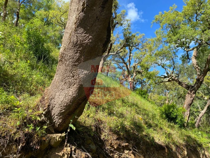 Terreno para Venda em São Francisco da Serra Foto 7
