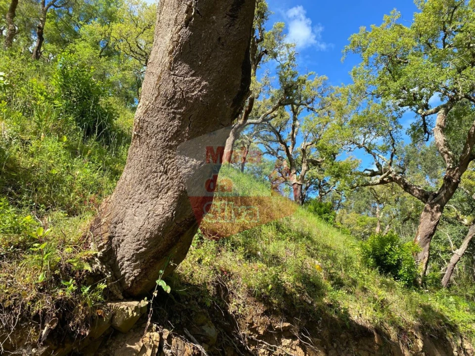 Terreno para Venda em São Francisco da Serra Foto 7