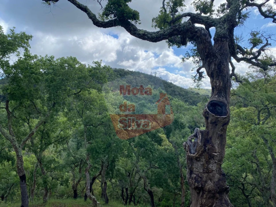 Terreno para Venda em São Francisco da Serra Foto 4