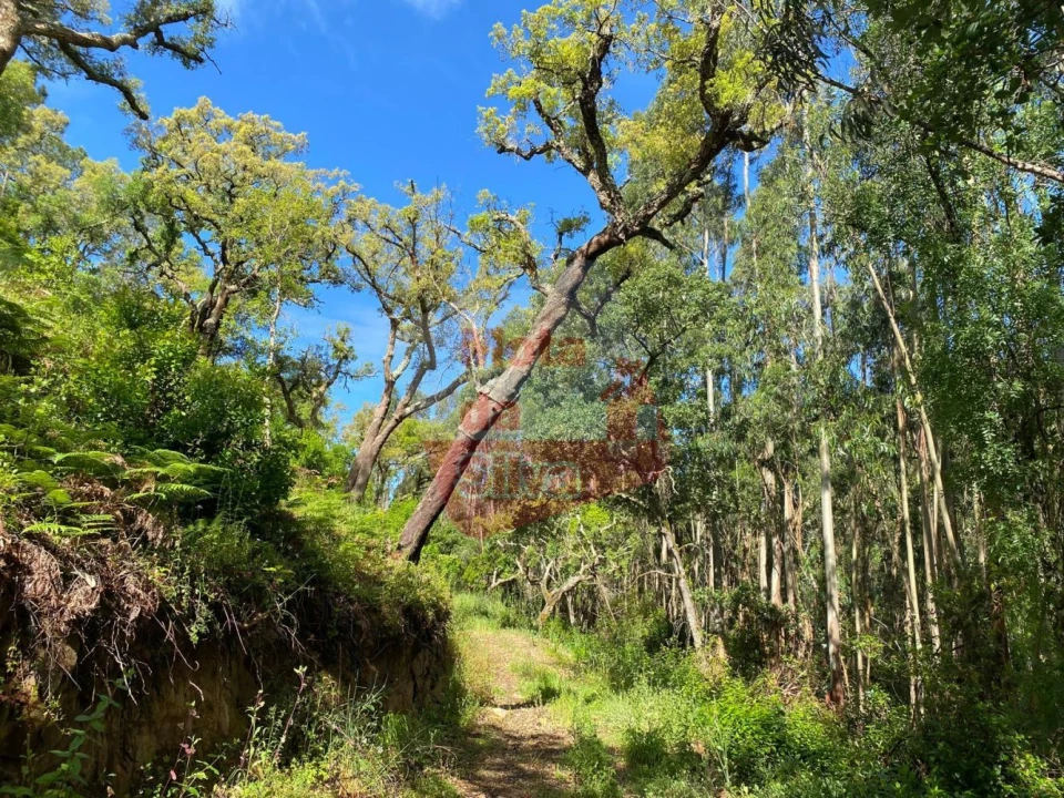 Terreno para Venda em São Francisco da Serra Foto 11