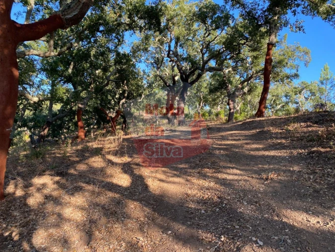 Terreno para Venda em São Francisco da Serra Foto 14