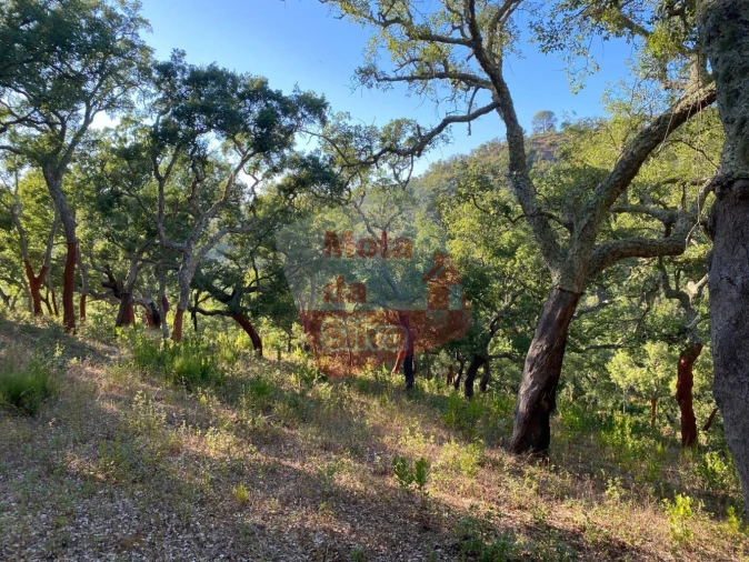 Terreno para Venda em São Francisco da Serra Foto 5