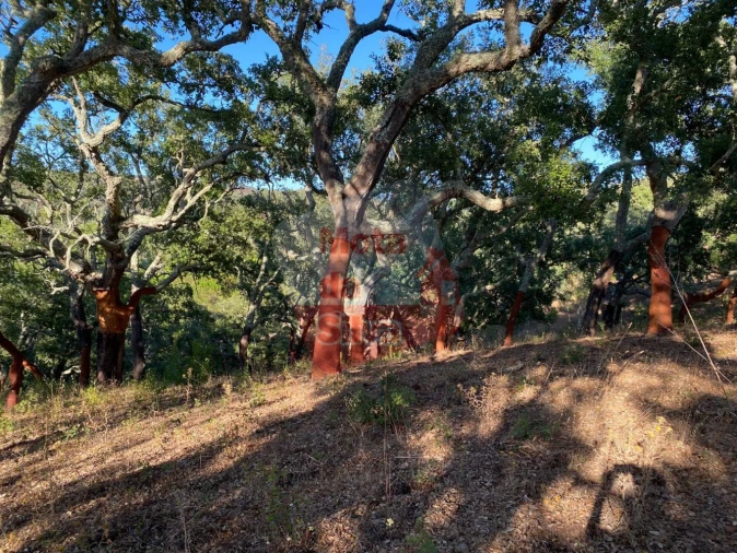 Terreno para Venda em São Francisco da Serra Foto 10