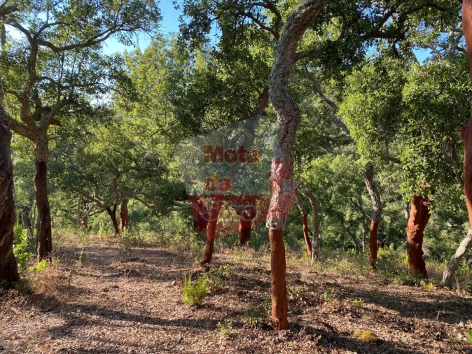 Terreno para Venda em São Francisco da Serra Foto 4