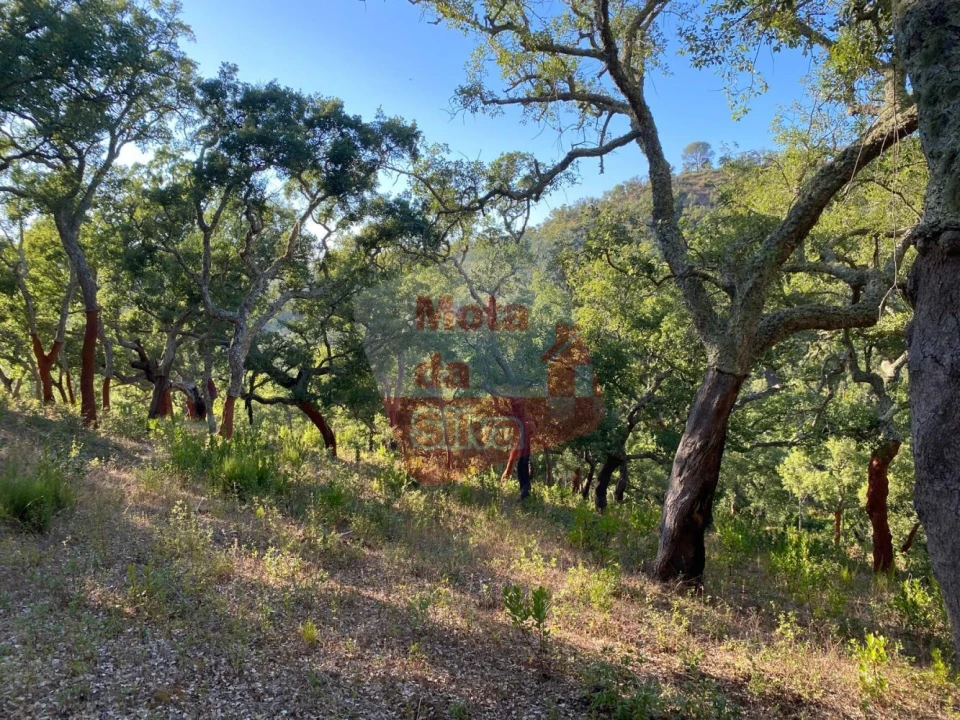 Terreno para Venda em São Francisco da Serra Foto 5