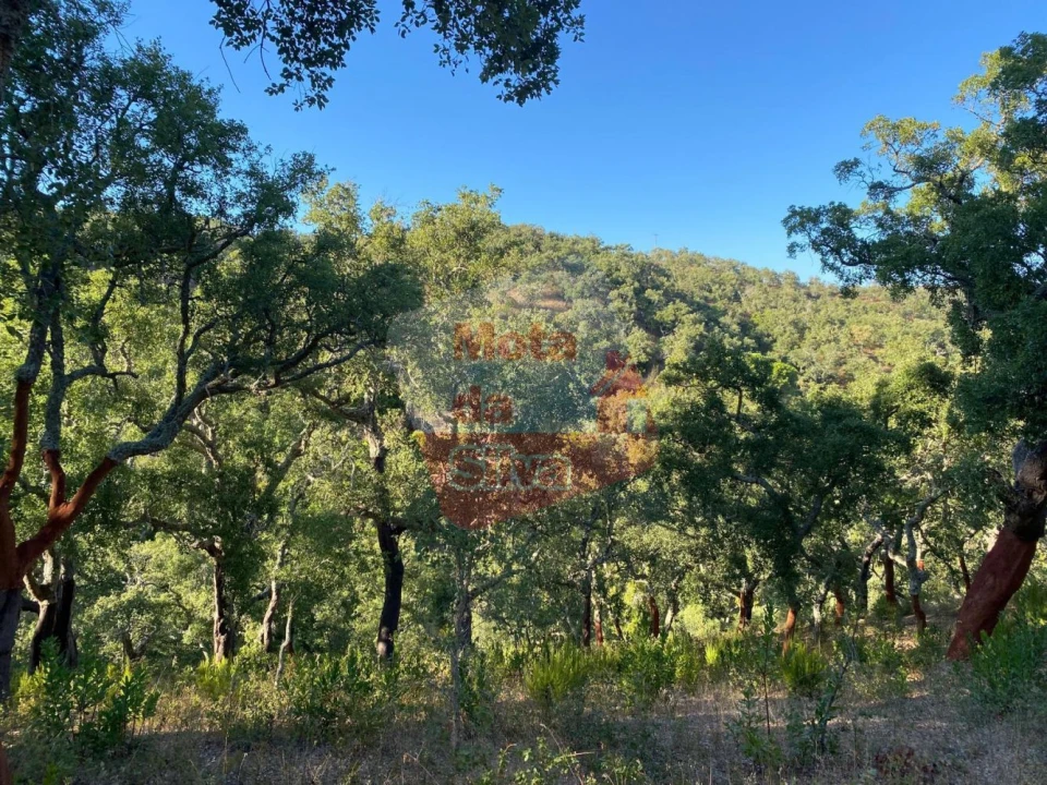 Terreno para Venda em São Francisco da Serra Foto 3