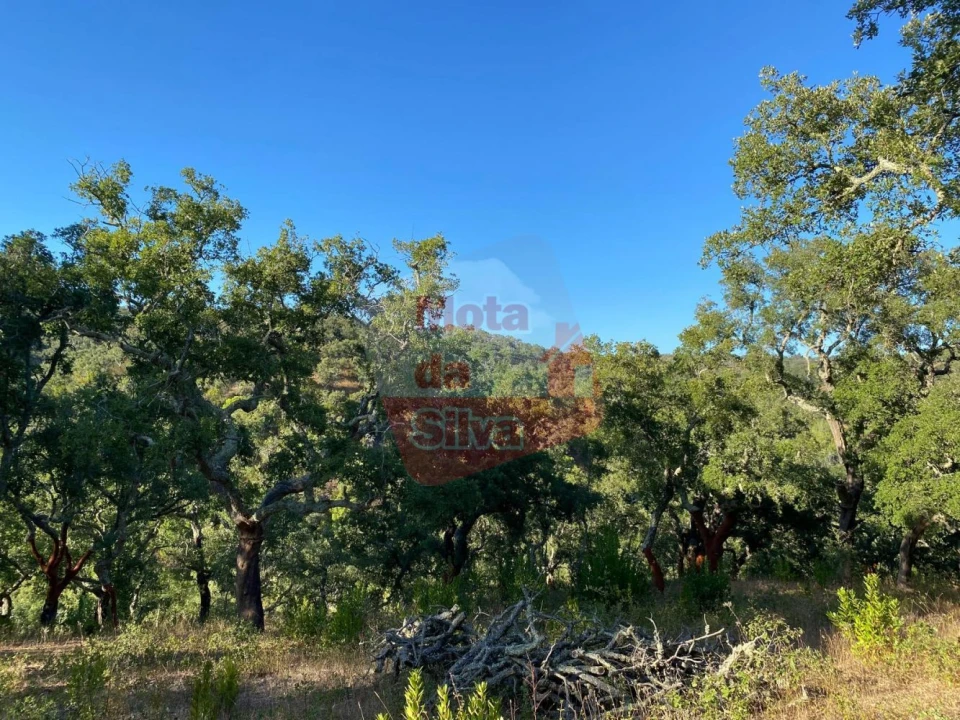 Terreno para Venda em São Francisco da Serra Foto 9