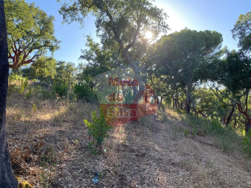 Terreno para Venda em São Francisco da Serra Foto 7