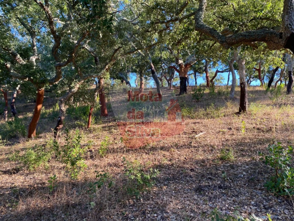 Terreno para Venda em São Francisco da Serra Foto 6
