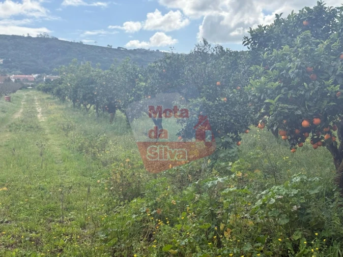 Terreno para Venda em Quinta do Anjo Foto 2