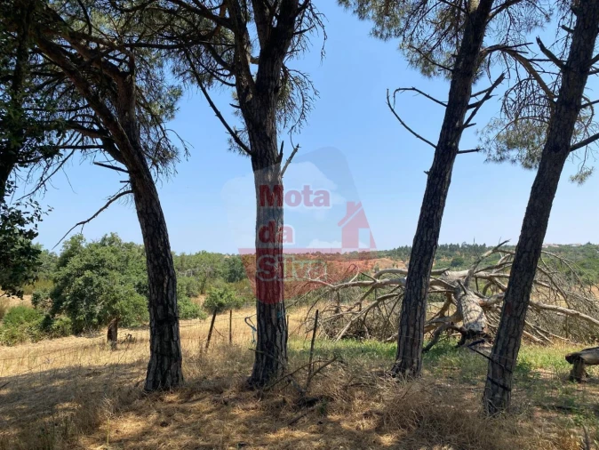 Terreno para Venda em São Francisco da Serra Foto 9