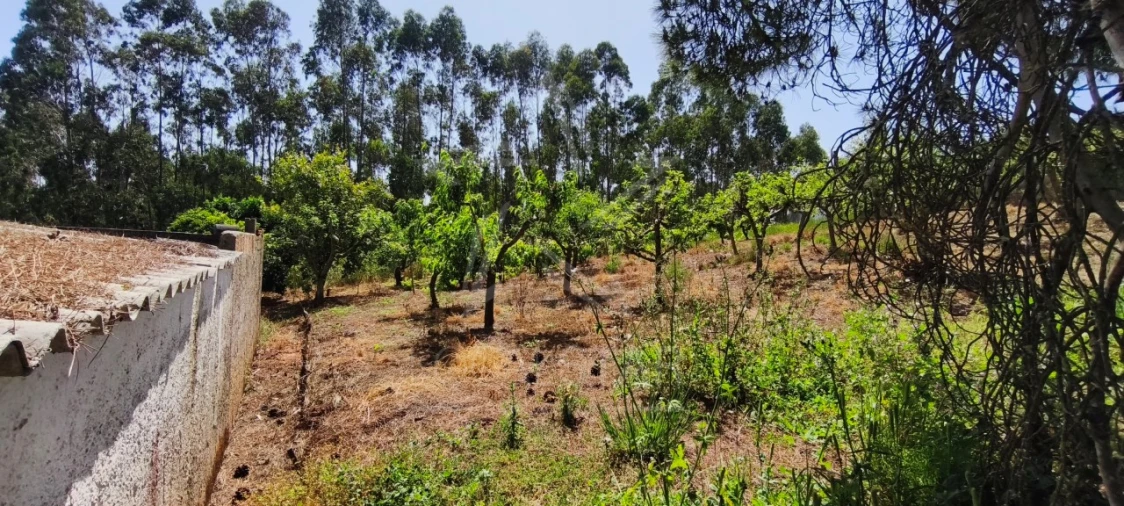 Terreno para Venda em Alvorninha Foto 12