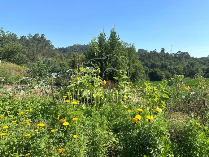 Quinta T3 para Venda em Oleiros Foto 10