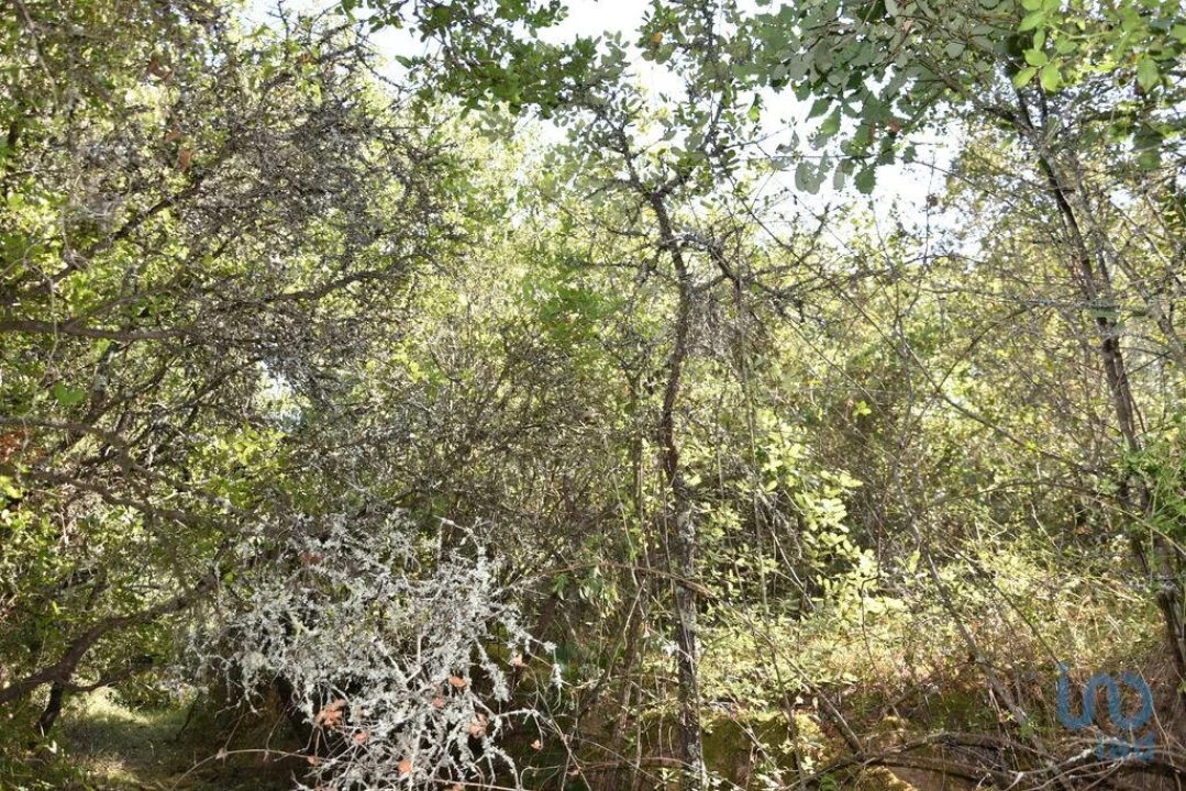 Terreno para Venda em Nossa Senhora do Pranto Foto 4