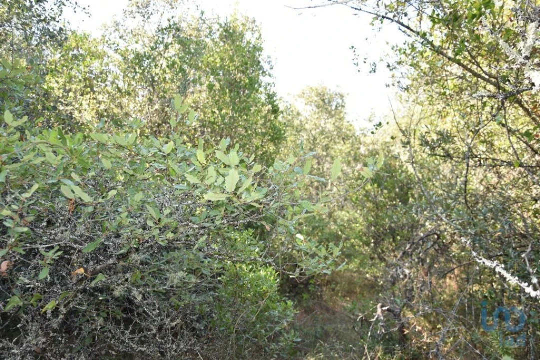 Terreno para Venda em Nossa Senhora do Pranto Foto 9