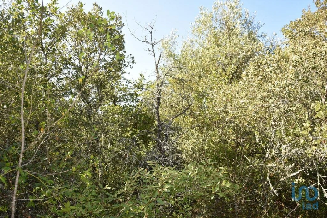 Terreno para Venda em Nossa Senhora do Pranto Foto 11