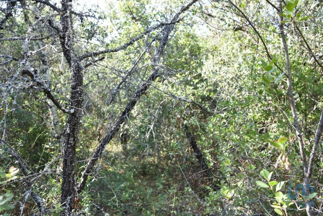 Terreno para Venda em Nossa Senhora do Pranto Foto 13