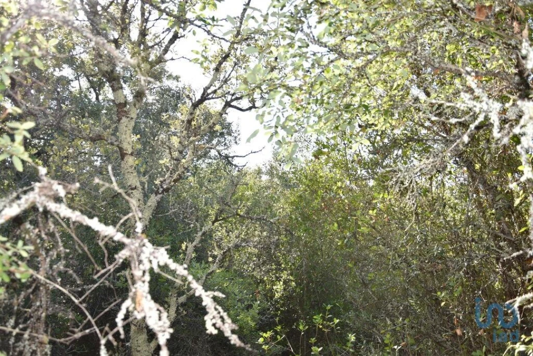 Terreno para Venda em Nossa Senhora do Pranto Foto 7