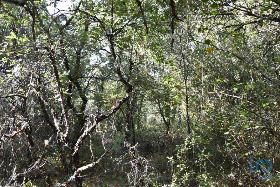 Terreno para Venda em Nossa Senhora do Pranto Foto 14