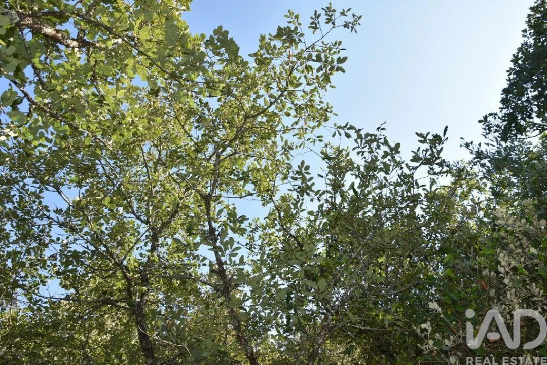 Terreno para Venda em Nossa Senhora do Pranto Foto 16