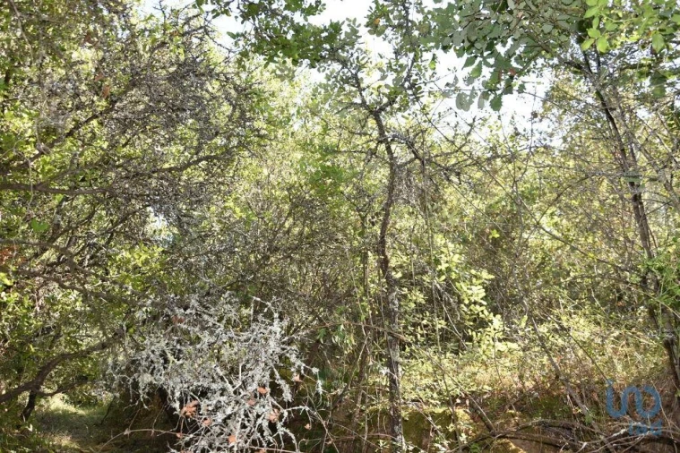 Terreno para Venda em Nossa Senhora do Pranto Foto 4