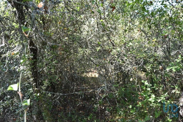 Terreno para Venda em Nossa Senhora do Pranto Foto 8