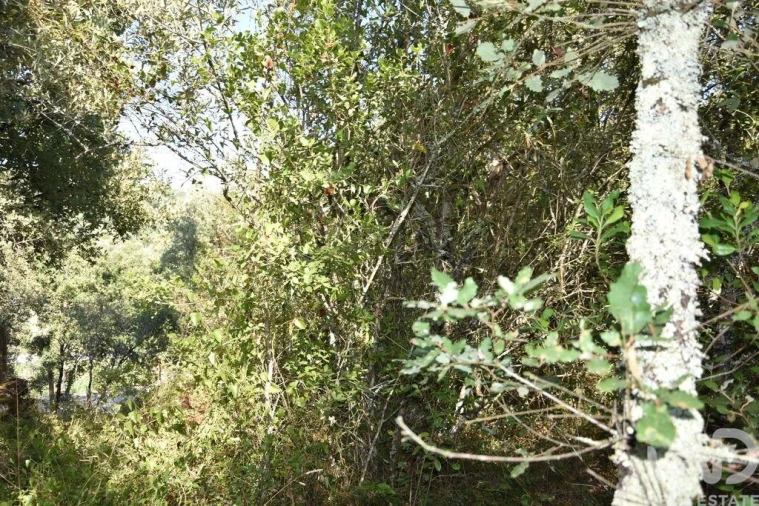 Terreno para Venda em Nossa Senhora do Pranto Foto 17