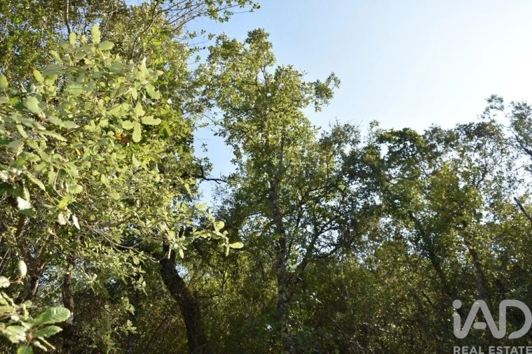 Terreno para Venda em Nossa Senhora do Pranto Foto 22