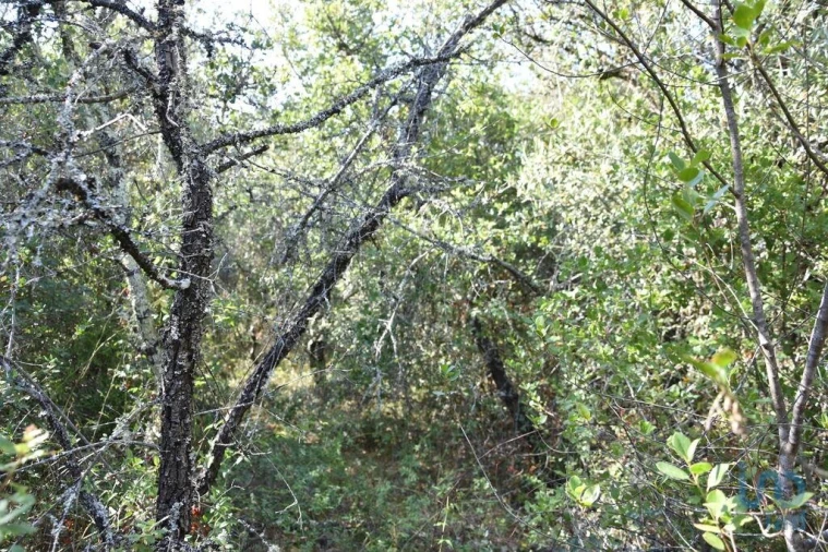 Terreno para Venda em Nossa Senhora do Pranto Foto 13