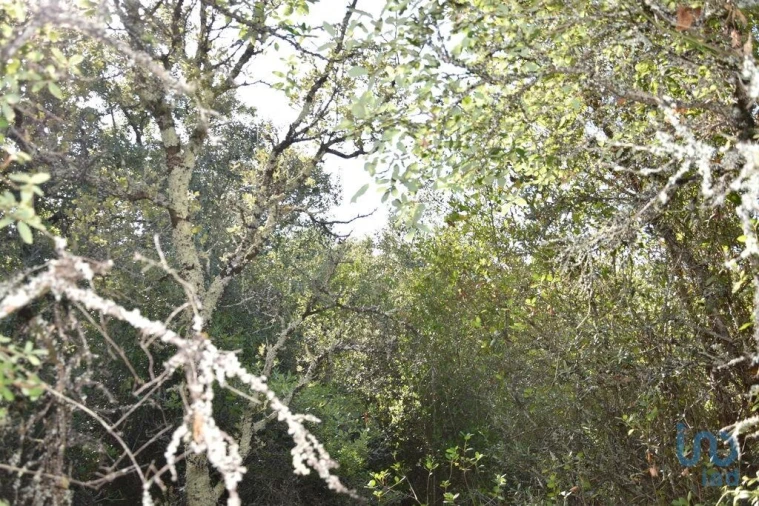 Terreno para Venda em Nossa Senhora do Pranto Foto 7