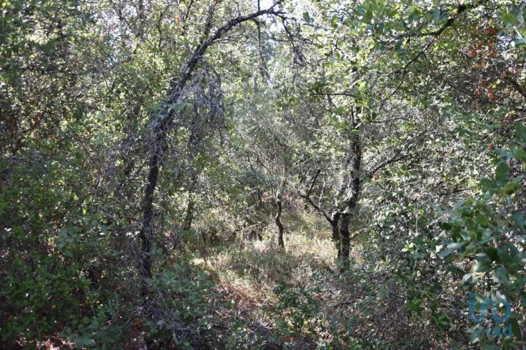 Terreno para Venda em Nossa Senhora do Pranto Foto 3