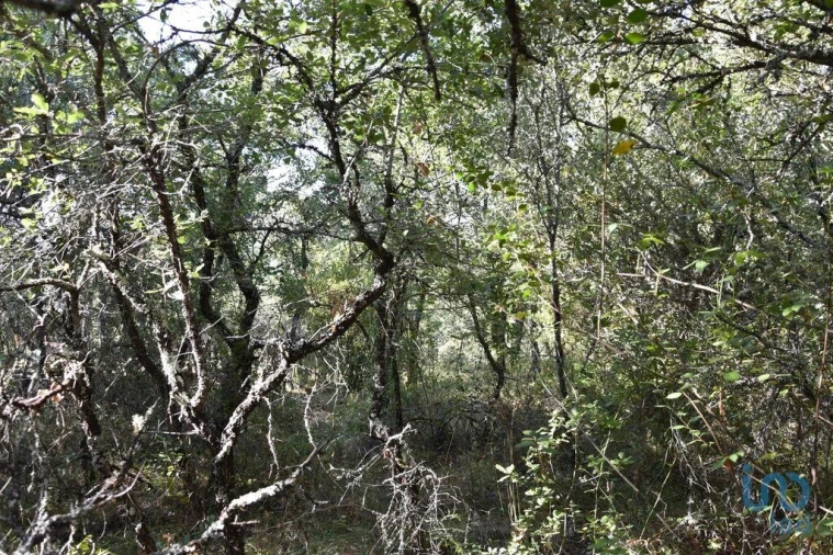 Terreno para Venda em Nossa Senhora do Pranto Foto 14