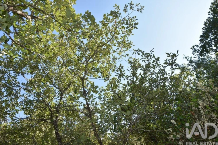Terreno para Venda em Nossa Senhora do Pranto Foto 16