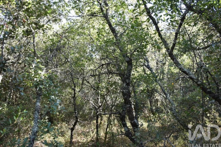 Terreno para Venda em Nossa Senhora do Pranto Foto 15