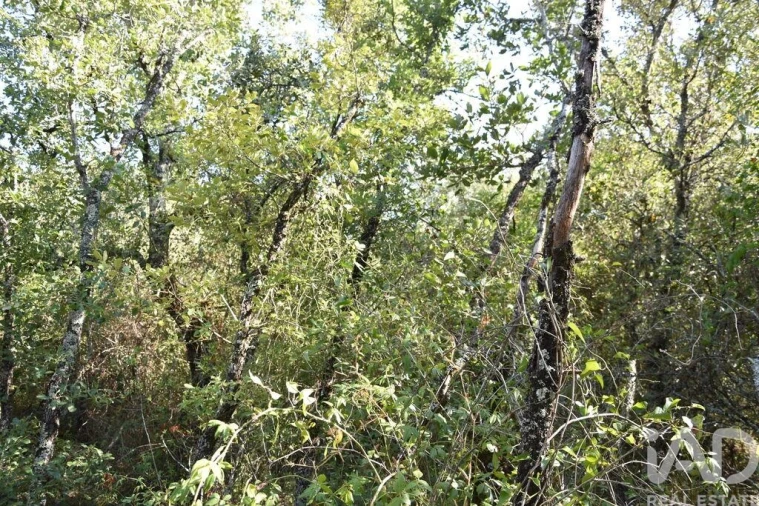 Terreno para Venda em Nossa Senhora do Pranto Foto 19