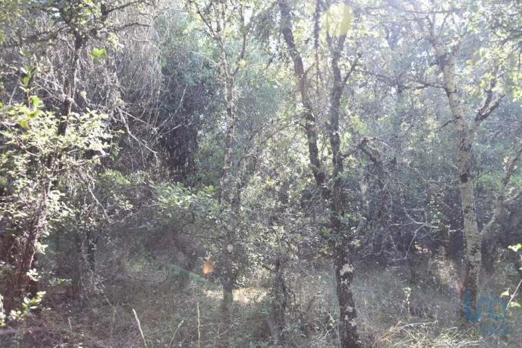 Terreno para Venda em Nossa Senhora do Pranto Foto 6