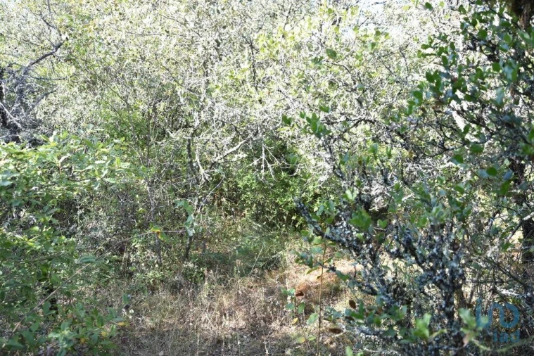 Terreno para Venda em Nossa Senhora do Pranto Foto 12