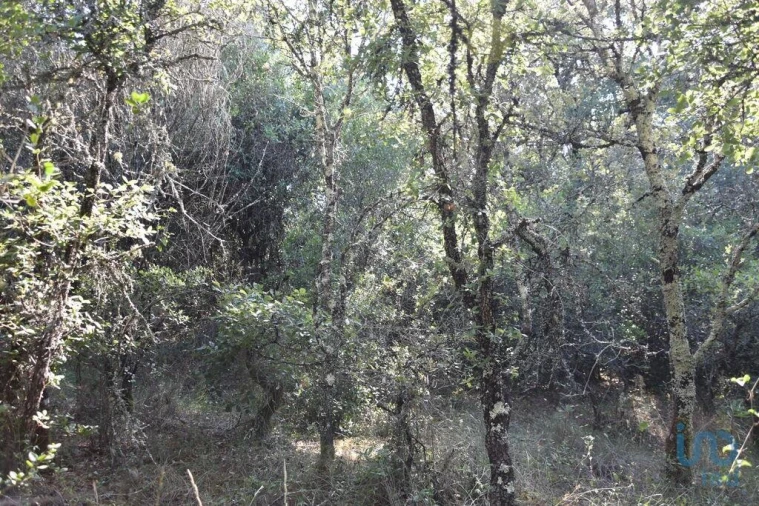 Terreno para Venda em Nossa Senhora do Pranto Foto 5