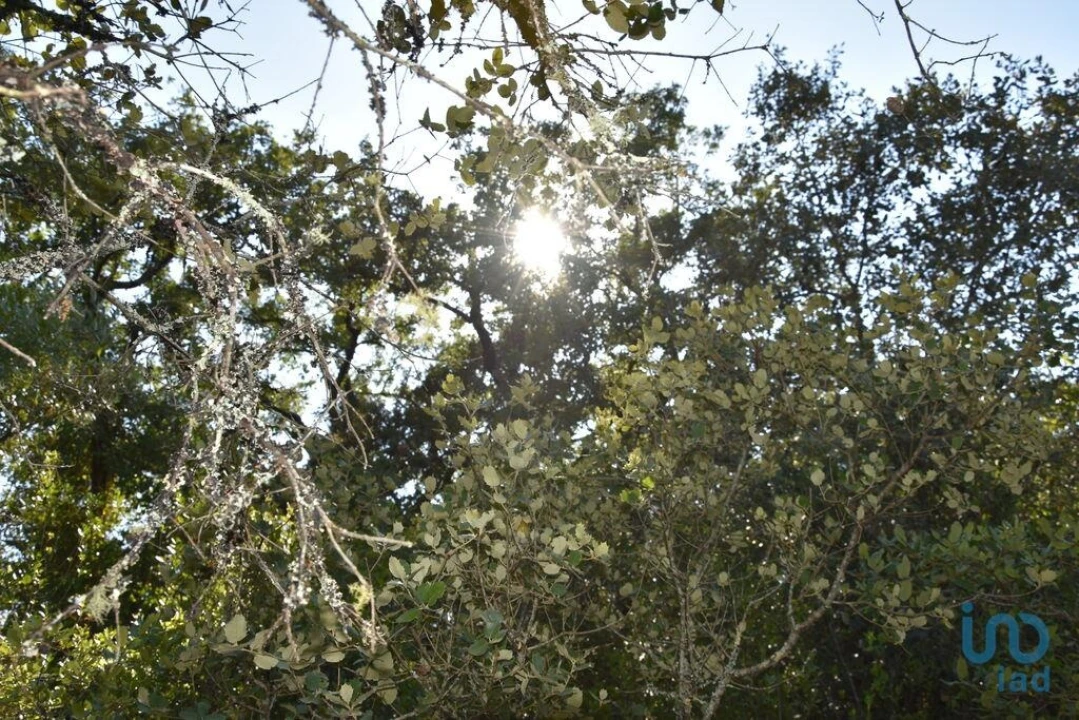 Terreno para Venda em Nossa Senhora do Pranto Foto 10
