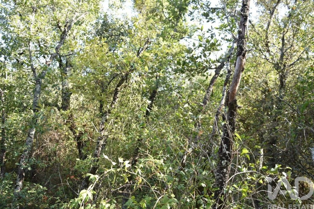 Terreno para Venda em Nossa Senhora do Pranto Foto 19
