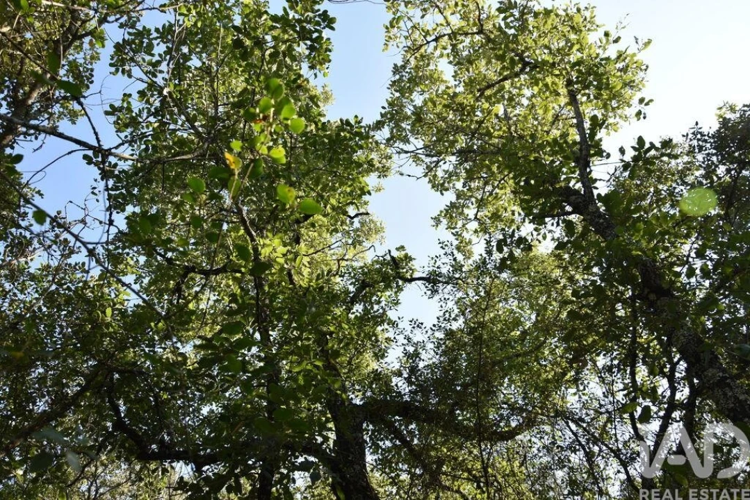 Terreno para Venda em Nossa Senhora do Pranto Foto 21