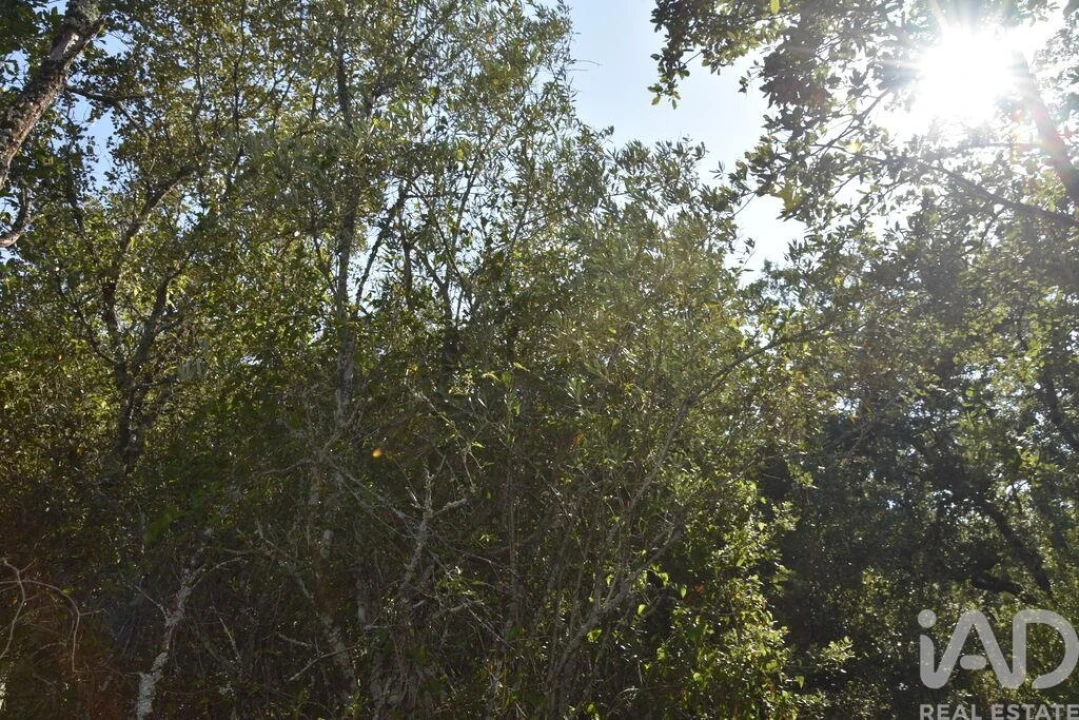 Terreno para Venda em Nossa Senhora do Pranto Foto 18
