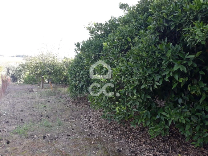 Quinta T2 para Venda em Beringel Foto 30