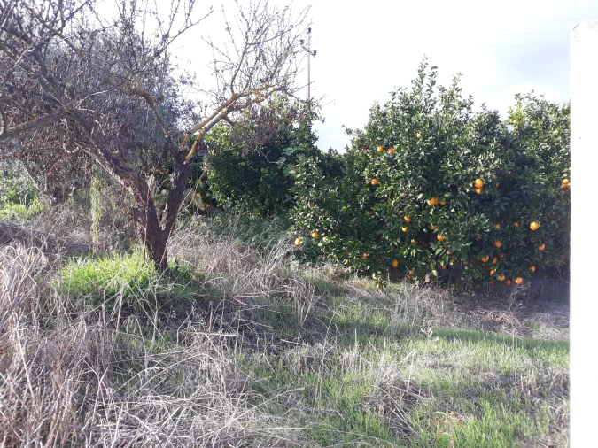 Quinta T2 para Venda em Beringel Foto 46