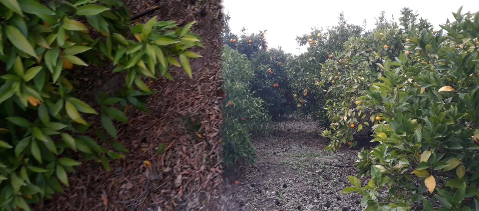 Quinta T2 para Venda em Beringel Foto 44