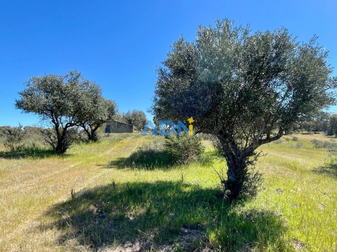 Terreno para Venda em Rosmaninhal Foto 14