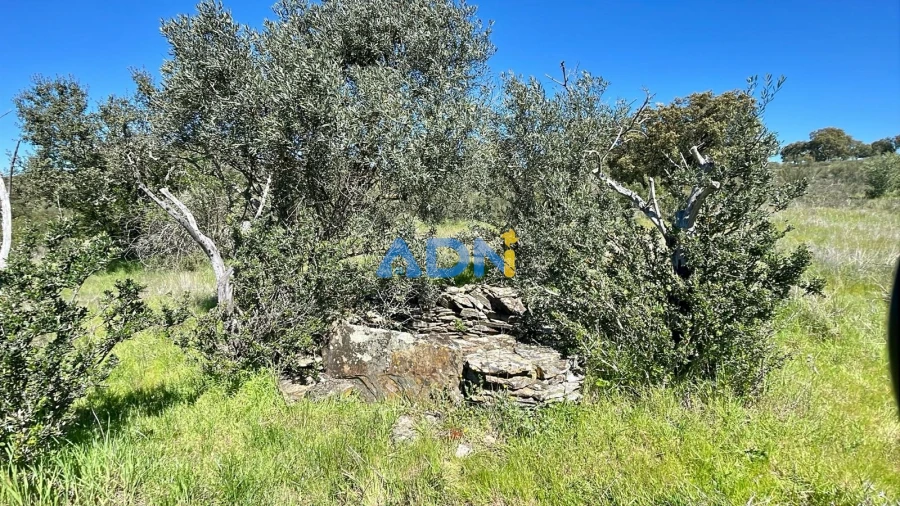 Terreno para Venda em Rosmaninhal Foto 10